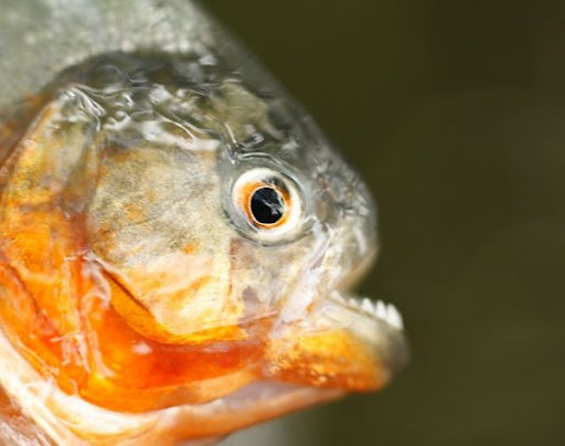 Ikan Terbuas dan Terseram Di Dunia