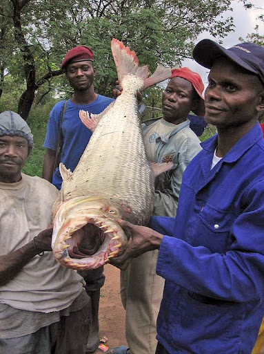 Ikan Terbuas dan Terseram Di Dunia