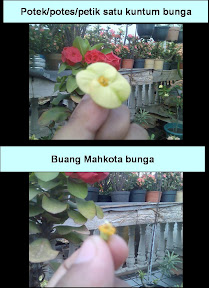 share-all-about-euphorbia-nich