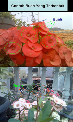 share-all-about-euphorbia-nich