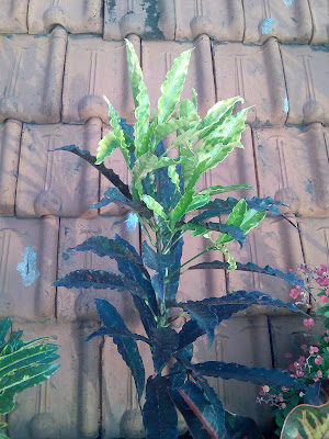 flora-puring-lovers-here