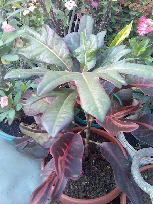 flora-puring-lovers-here