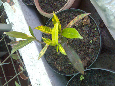 flora-puring-lovers-here