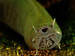 HAGFISH ikan purba pemakan bangkai