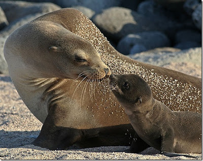 GALAPAGOS ! Salah satu situs warisan dunia !