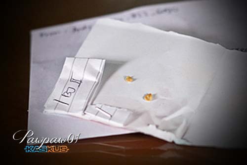 lomba-menanam-cabe-california-reaper