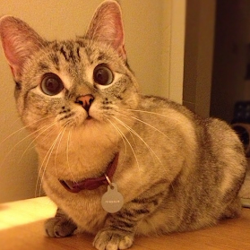 kucing narsis &#91;+PIC&#93;