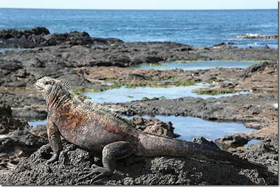 GALAPAGOS ! Salah satu situs warisan dunia !