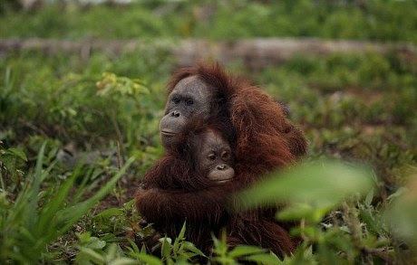 Hendak Ditembak Pemburu, Induk Orangutan Peluk Anaknya