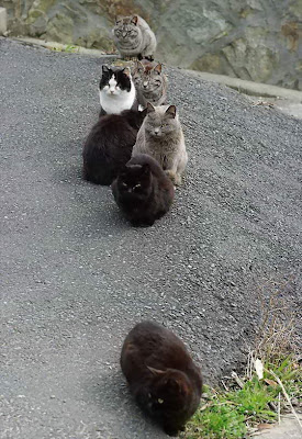 Tashirojima, Pulau Dengan Populasi Kucing Terbanyak