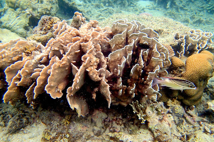 Trip Report : Rame-Rame ke Pulau Harapan, Kep. Seribu. Full Picture!