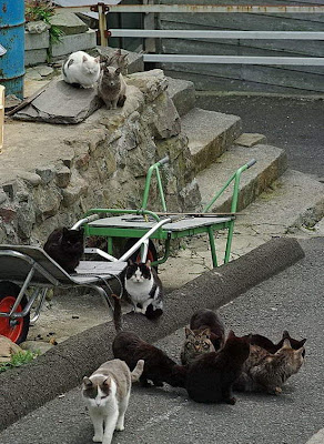 Tashirojima, Pulau Dengan Populasi Kucing Terbanyak