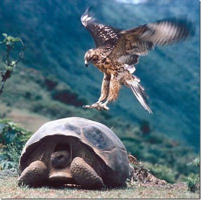 GALAPAGOS ! Salah satu situs warisan dunia !