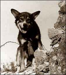 7 Anjing Paling Heroik Sepanjang Sejarah