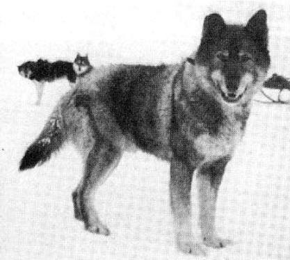 7 Anjing Paling Heroik Sepanjang Sejarah