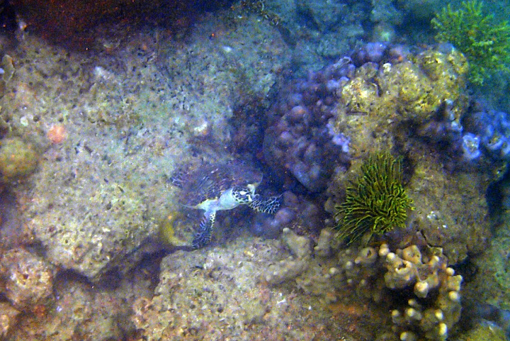 Trip Report : Memanjakan Mata Di Bawah Laut Pulau Tunda. Full Picture!