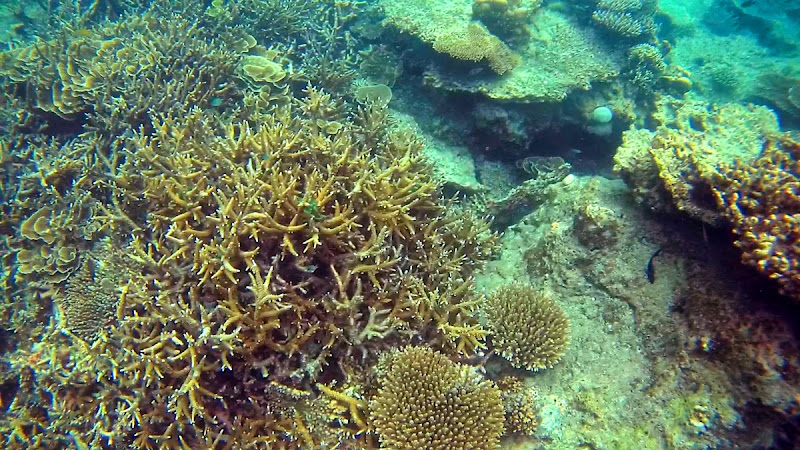 Trip Report : Rame-Rame ke Pulau Harapan, Kep. Seribu. Full Picture!