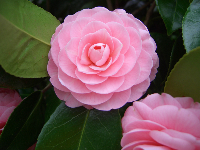 Daftar Bunga Penuh Makna Dari Negeri Sakura