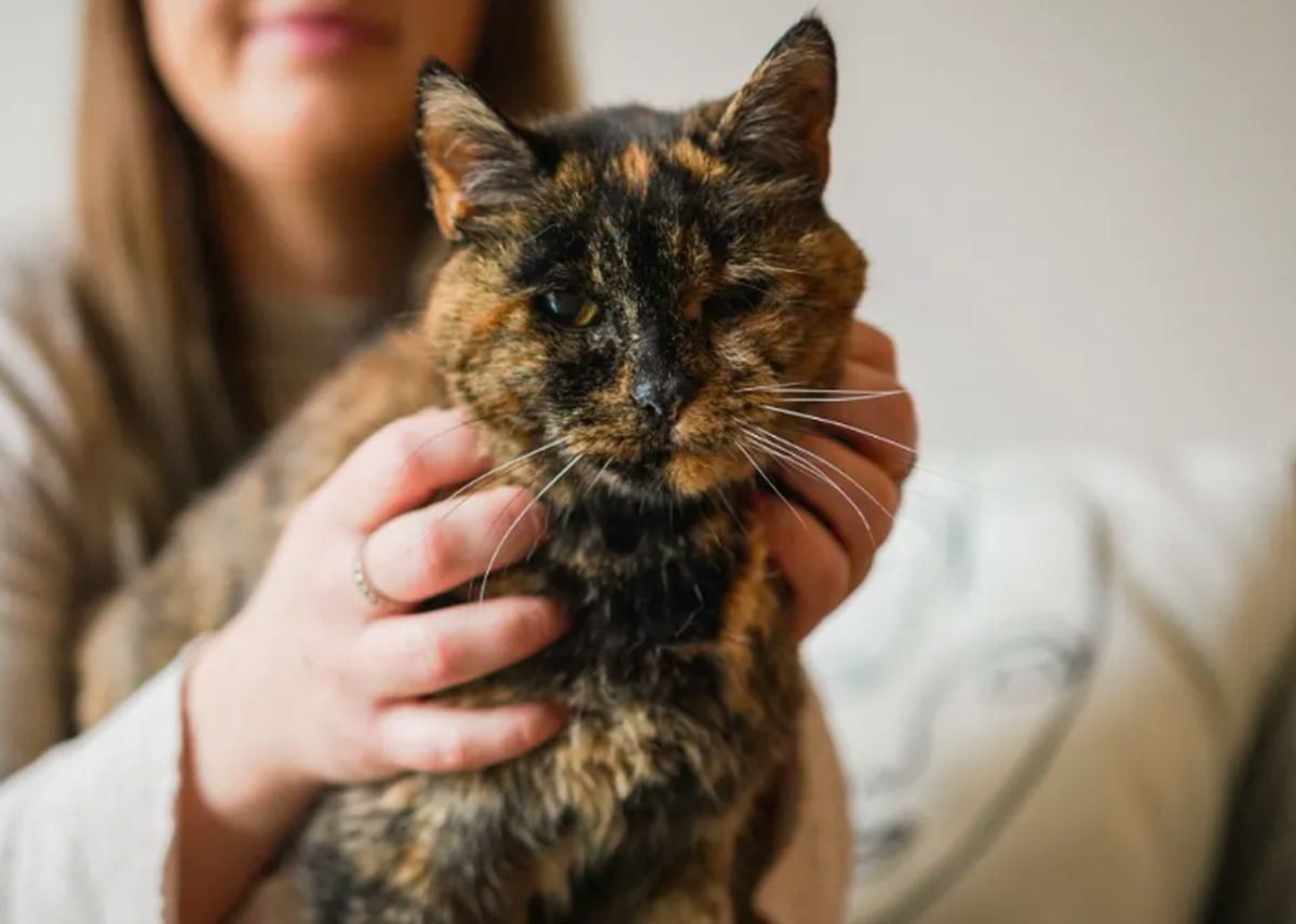 Mengenal Flossie: Kucing Tertua di Dunia!