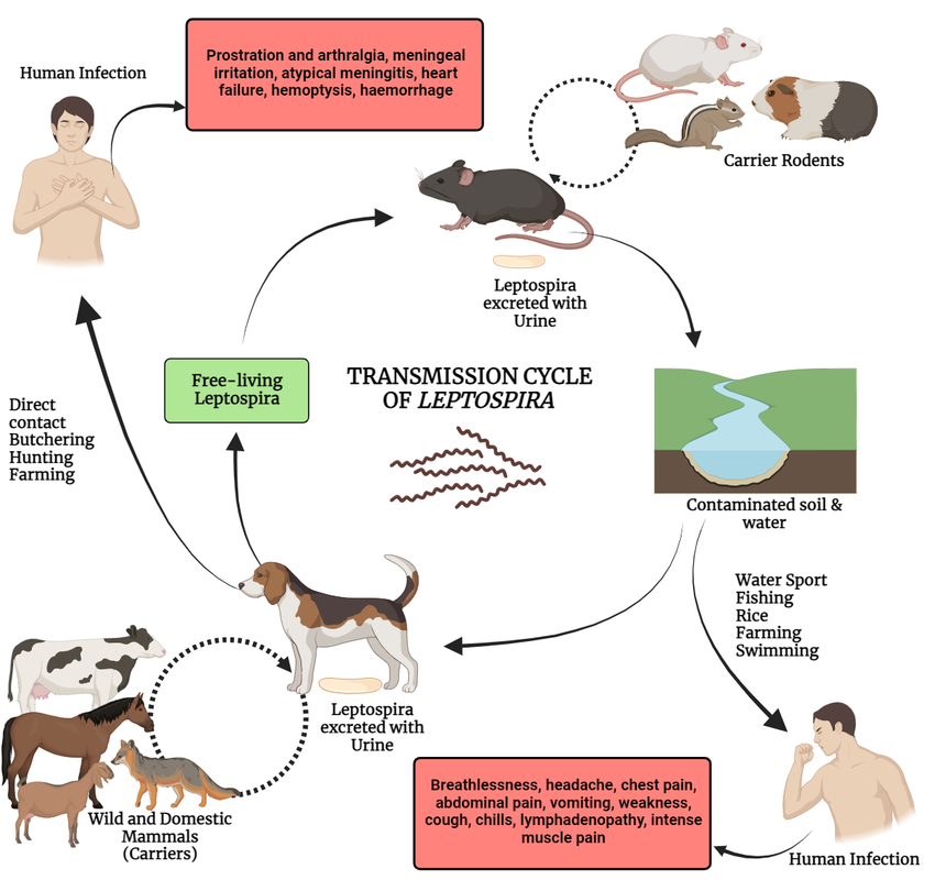 Waduh! Kasus Leptospirosis Semakin Meningkat, Yuk Kenali Ciri-cirinya!