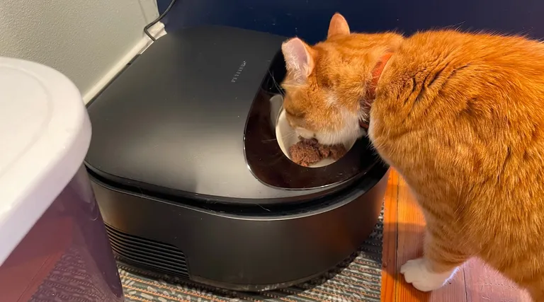 Gadget Unik Kesayangan Cat Lover: Petlibro Polar Wet Food Automatic Feeder!