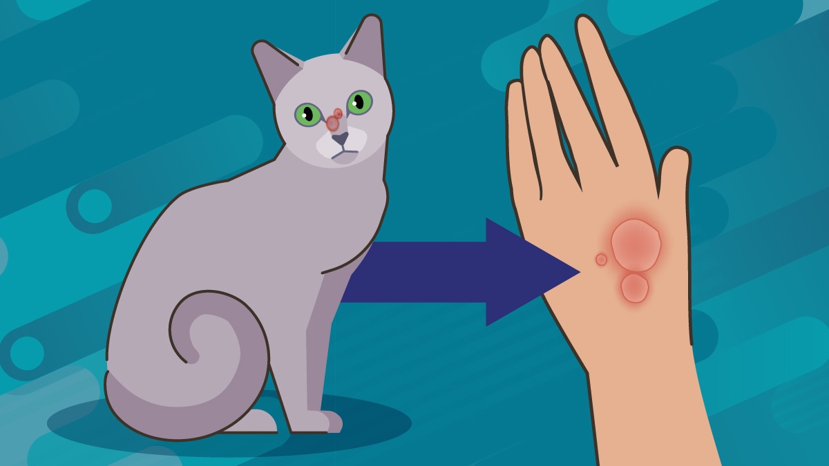 Ringworm: Jamur Kucing yang Bisa Menular ke Manusia