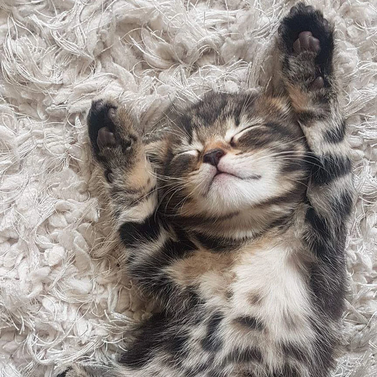 Apa Fungsi Kumis yang Ada di Kucing? Bukan Sekedar Hiasan!