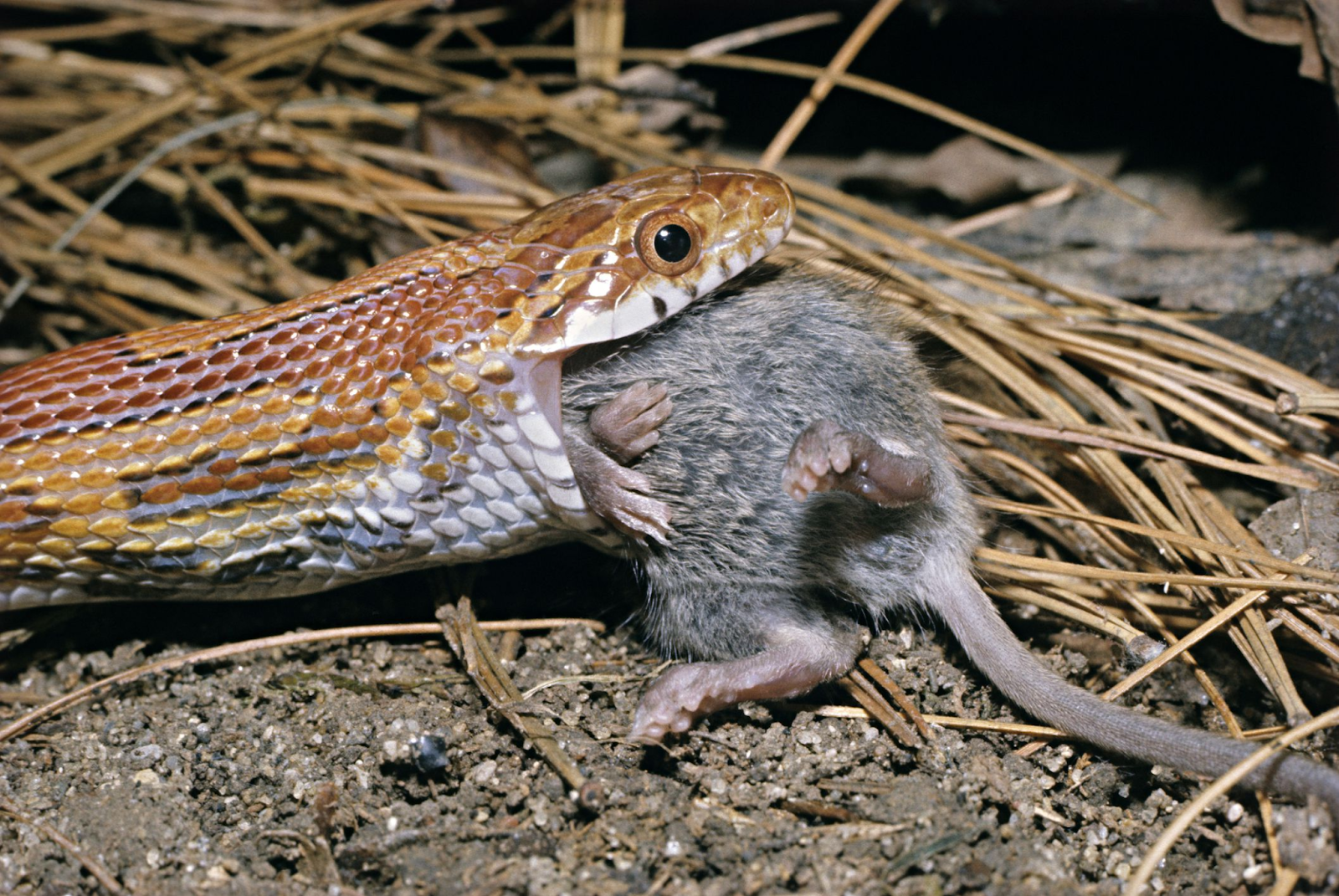 Tikus, Hewan Menjijikkan yang Punya Manfaat Besar di Alam