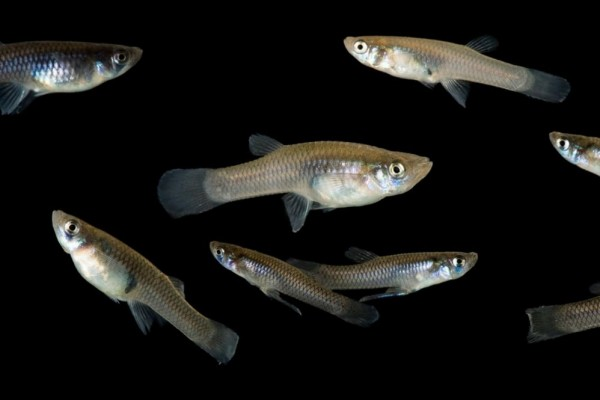 Ikan Cere, Si Kecil yang Punya Manfaat Besar untuk Alam!