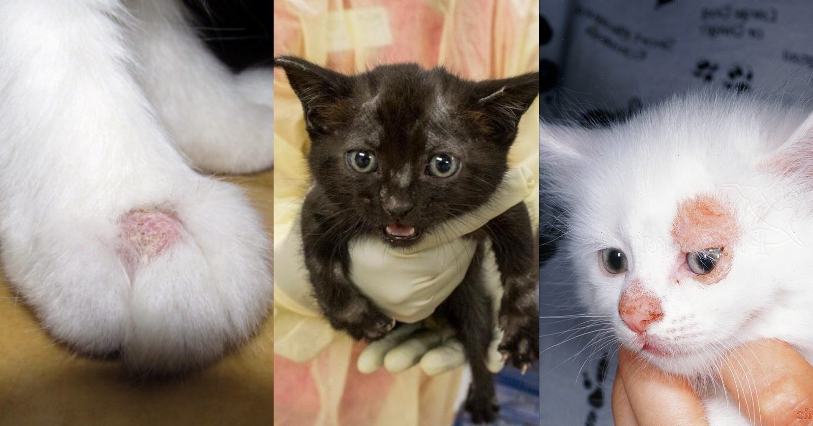 Ringworm: Jamur Kucing yang Bisa Menular ke Manusia