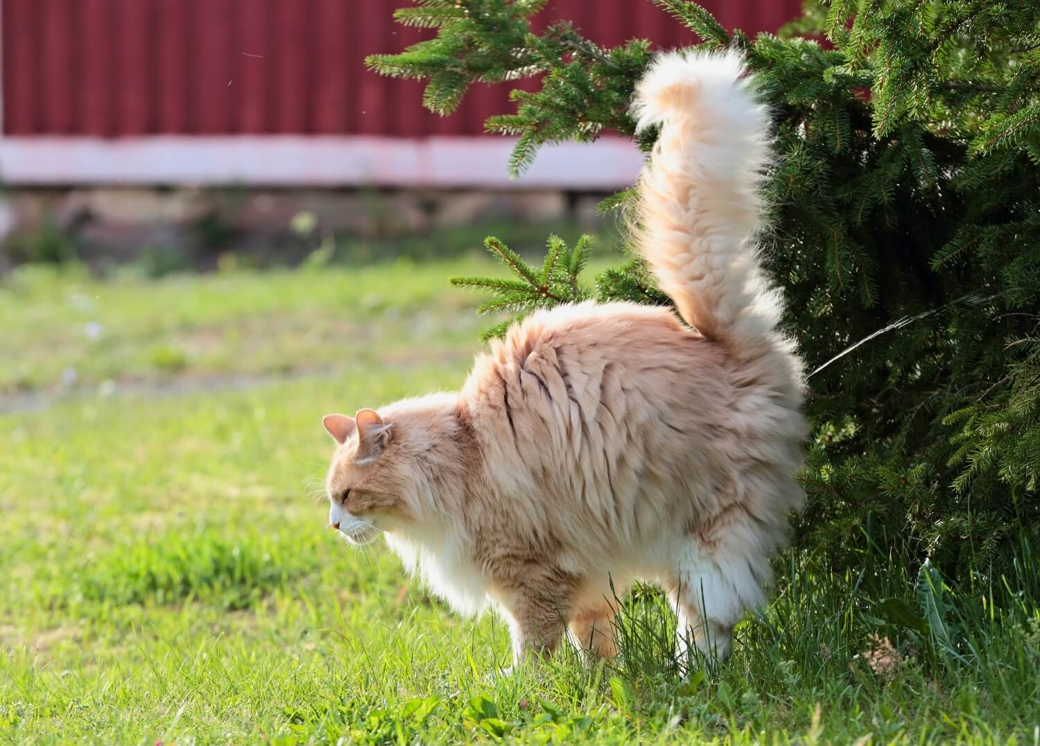 Apakah Steril Penting untuk Kucing? Ini Dia Jawabannya!