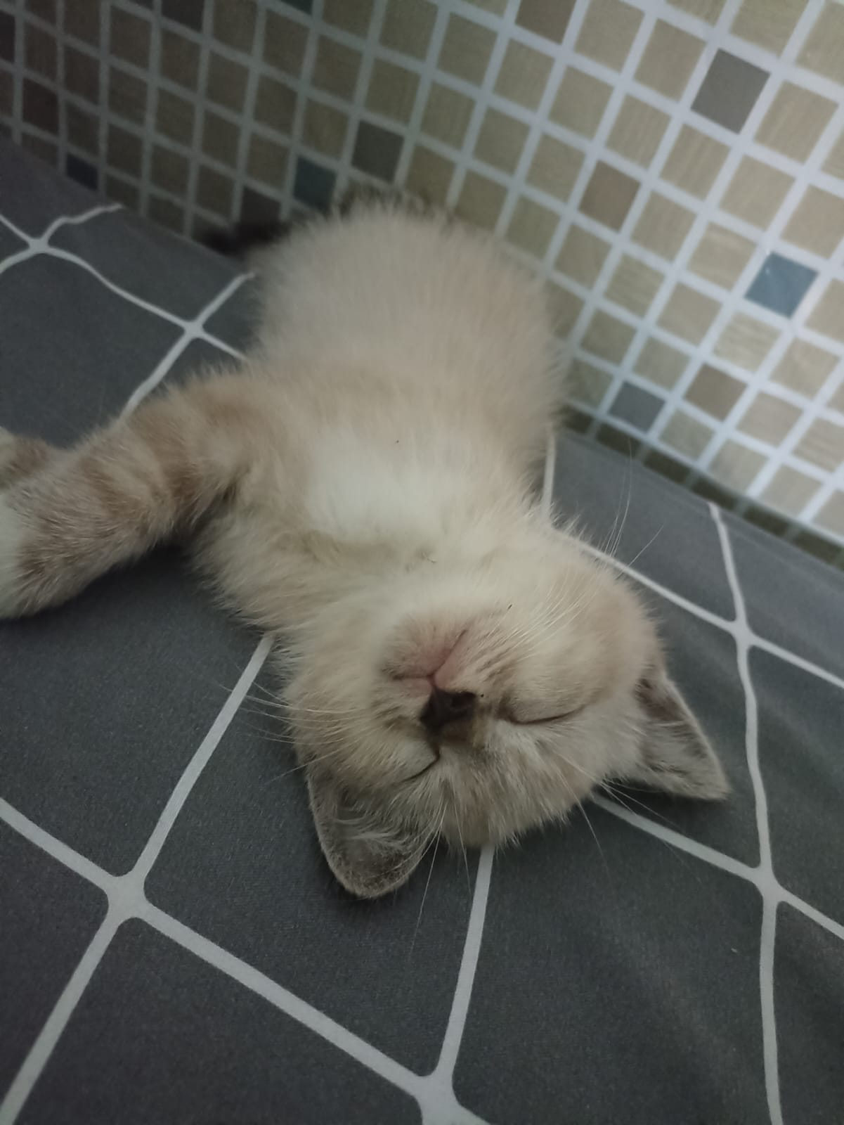 Pilek Kucing Tidak Kunjung Selesai, Ternyata ini Penyebabnya.