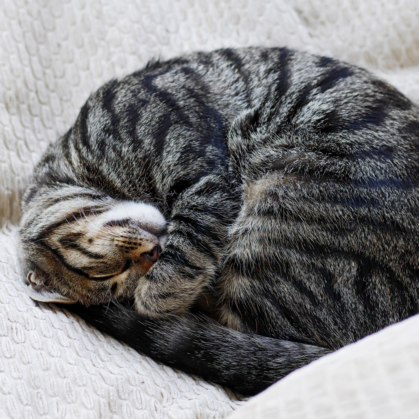 Mengapa kucing suka tidur sepanjang hari?