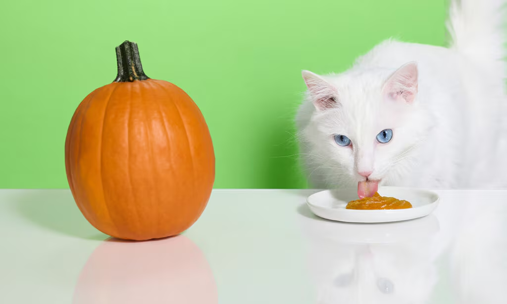 Mengapa Labu Sangat Baik untuk Pencernaan Kucing?
