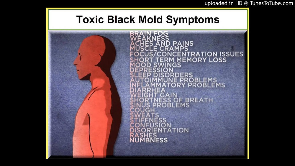 Mengenal bahaya black mold yang tidak kita sadari 