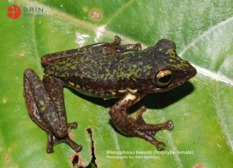 Spesies Katak Baru Ditemukan di Sulawesi