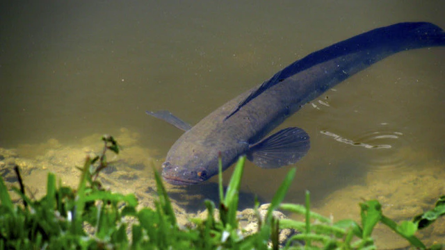 Ikan Cere, Si Kecil yang Punya Manfaat Besar untuk Alam!