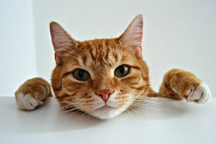 Pelajaran Berharga: Mengatasi Bulu Kucing Rontok dan Pentingnya Suplemen Rutin