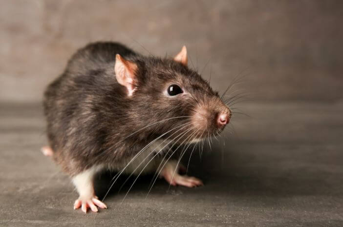 Tikus, Hewan Menjijikkan yang Punya Manfaat Besar di Alam