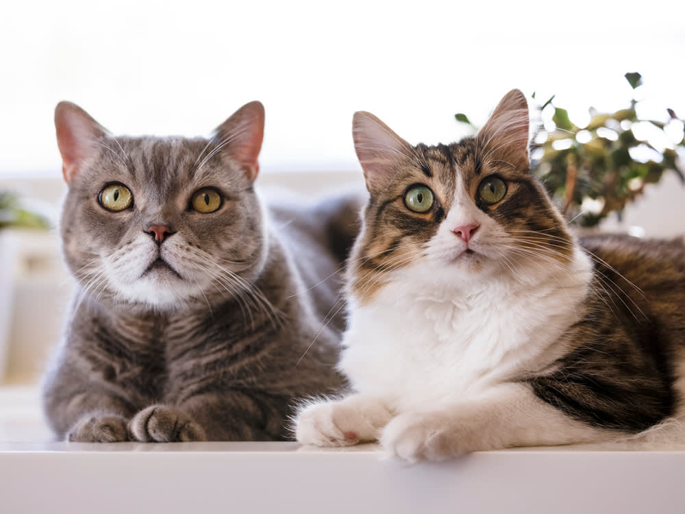 Apakah Steril Penting untuk Kucing? Ini Dia Jawabannya!