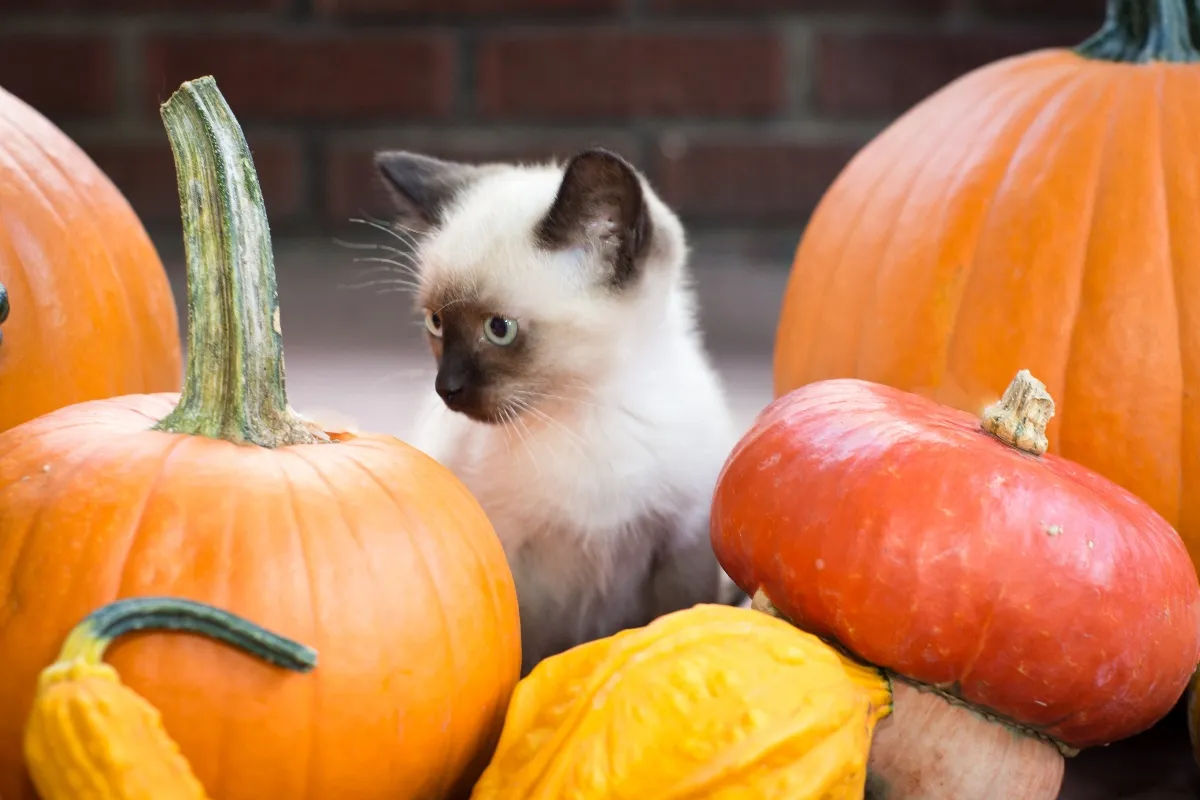 Mengapa Labu Sangat Baik untuk Pencernaan Kucing?