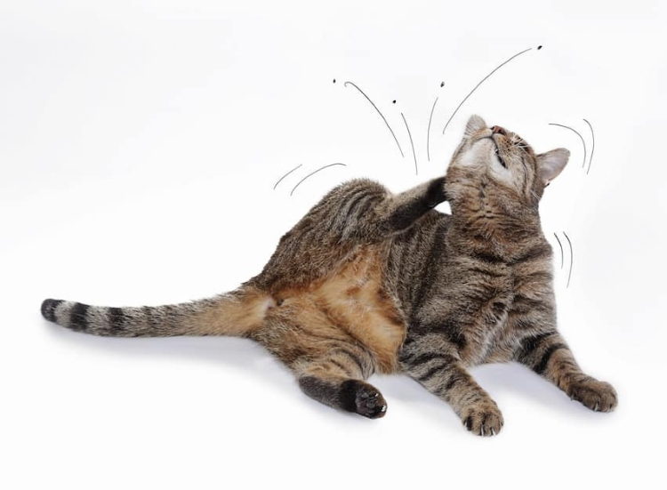 Kutu: Salah Satu Penyebab Kucing Cacingan yang Sering Diabaikan