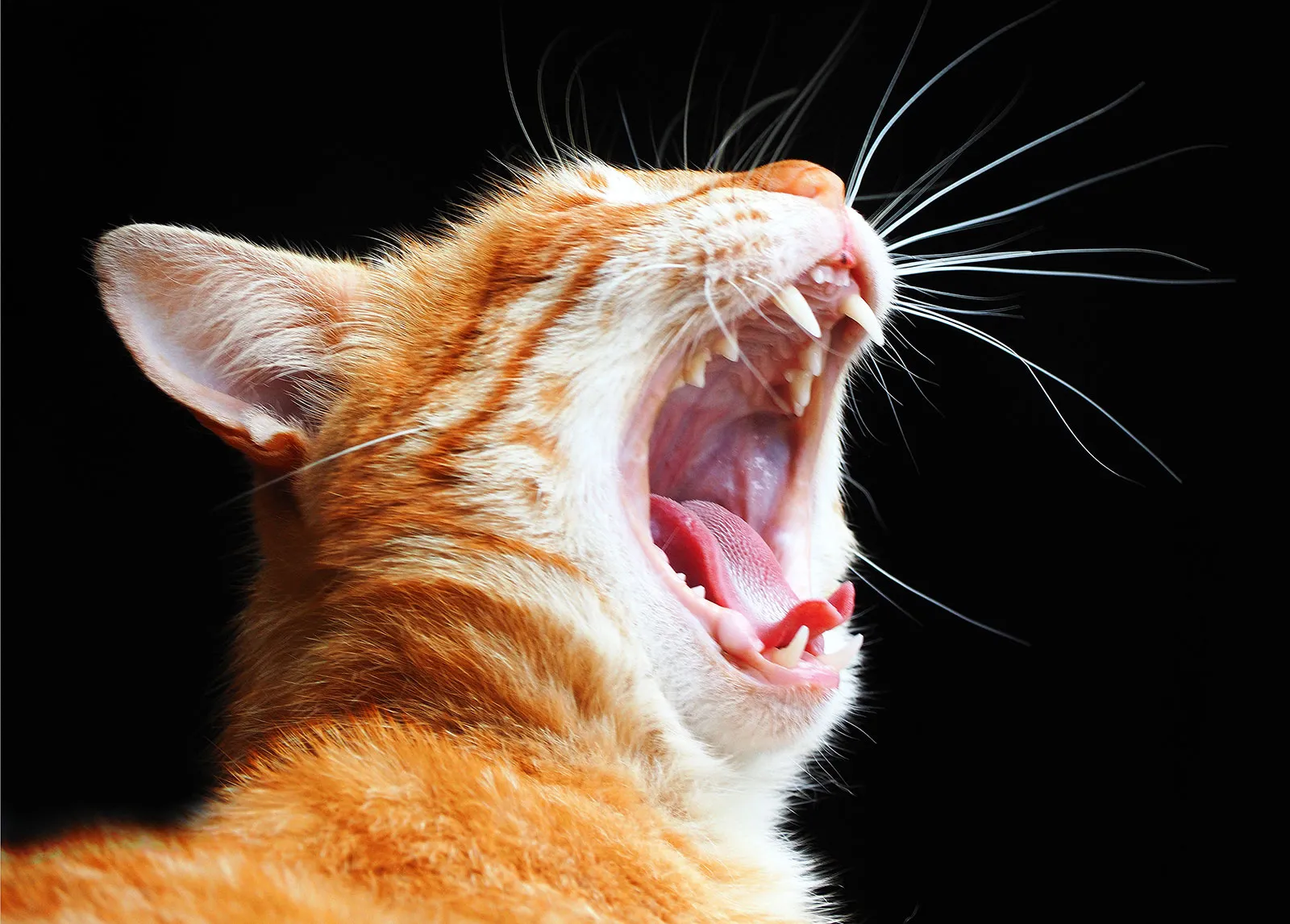 Apa Fungsi Kumis yang Ada di Kucing? Bukan Sekedar Hiasan!