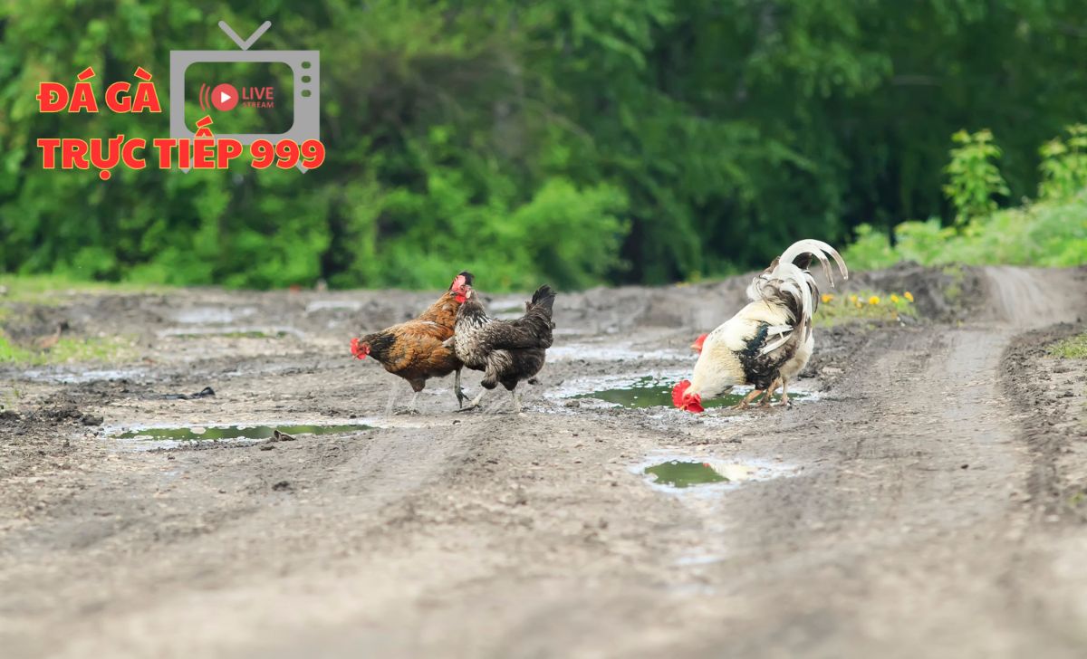 Gà phu là gì? Cách lựa chọn gà phu chuẩn xác