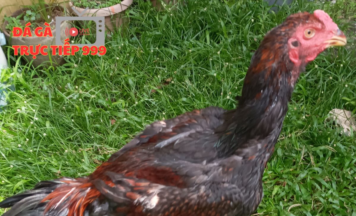 Gà phu là gì? Cách lựa chọn gà phu chuẩn xác