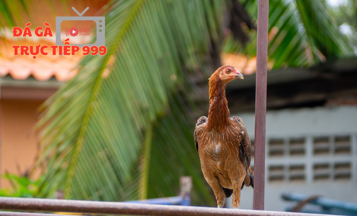 Gà phu là gì? Cách lựa chọn gà phu chuẩn xác