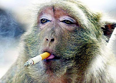 Foto Monyet Kecanduan Merokok