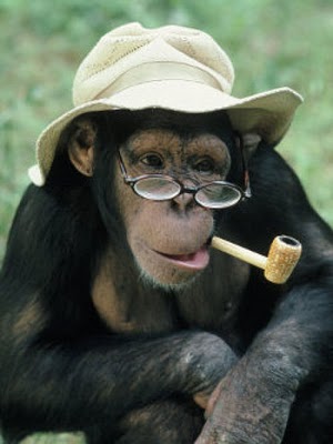 Foto Monyet Kecanduan Merokok