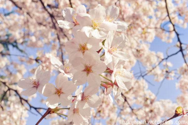 kapan-waktu-terbaik-untuk-melihat-sakura-di-jepang