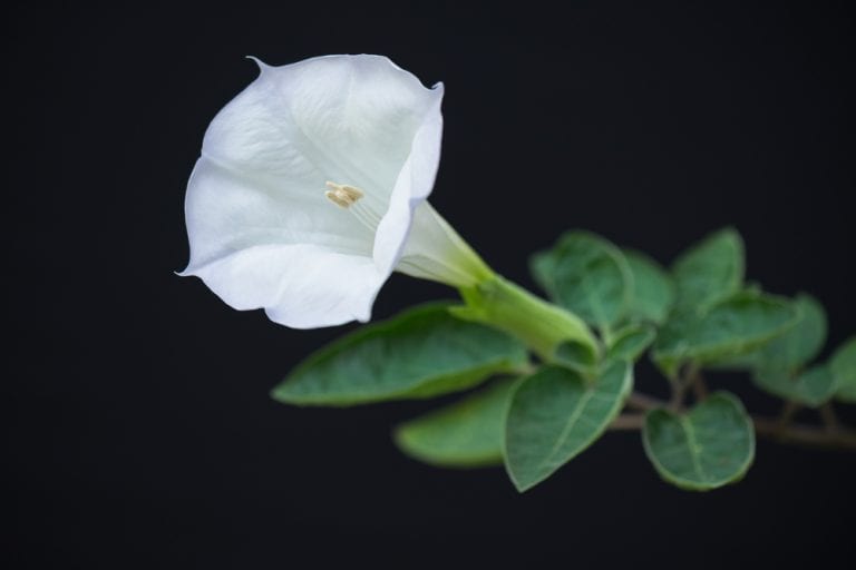 Jangan Maen Cium aja GanSis! 10 Daftar Bunga dan Tanaman Paling mematikan di Dunia